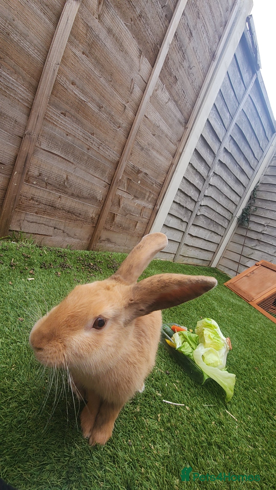 Flemish rabbits for sale: Rabbit for sale , name :fudge , LITTLEHAMPTON  - Advert 7