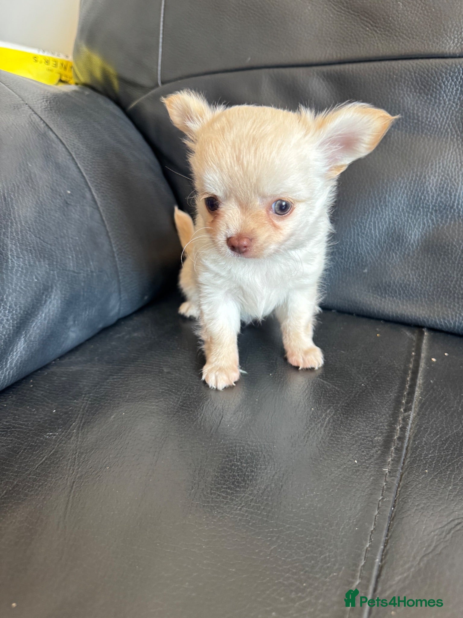 Chihuahua dogs Gorgeous Chihuahua boy puppy - Advert 17