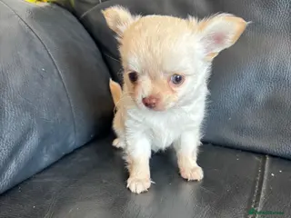 Chihuahua dogs Gorgeous Chihuahua boy puppy - Advert 17