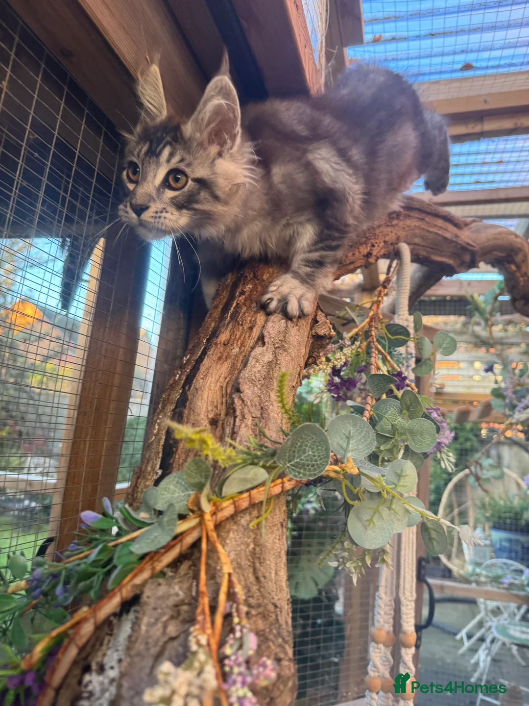 Maine Coon cats for sale: Stunning silver/black tabby MC boys available  - Advert 16