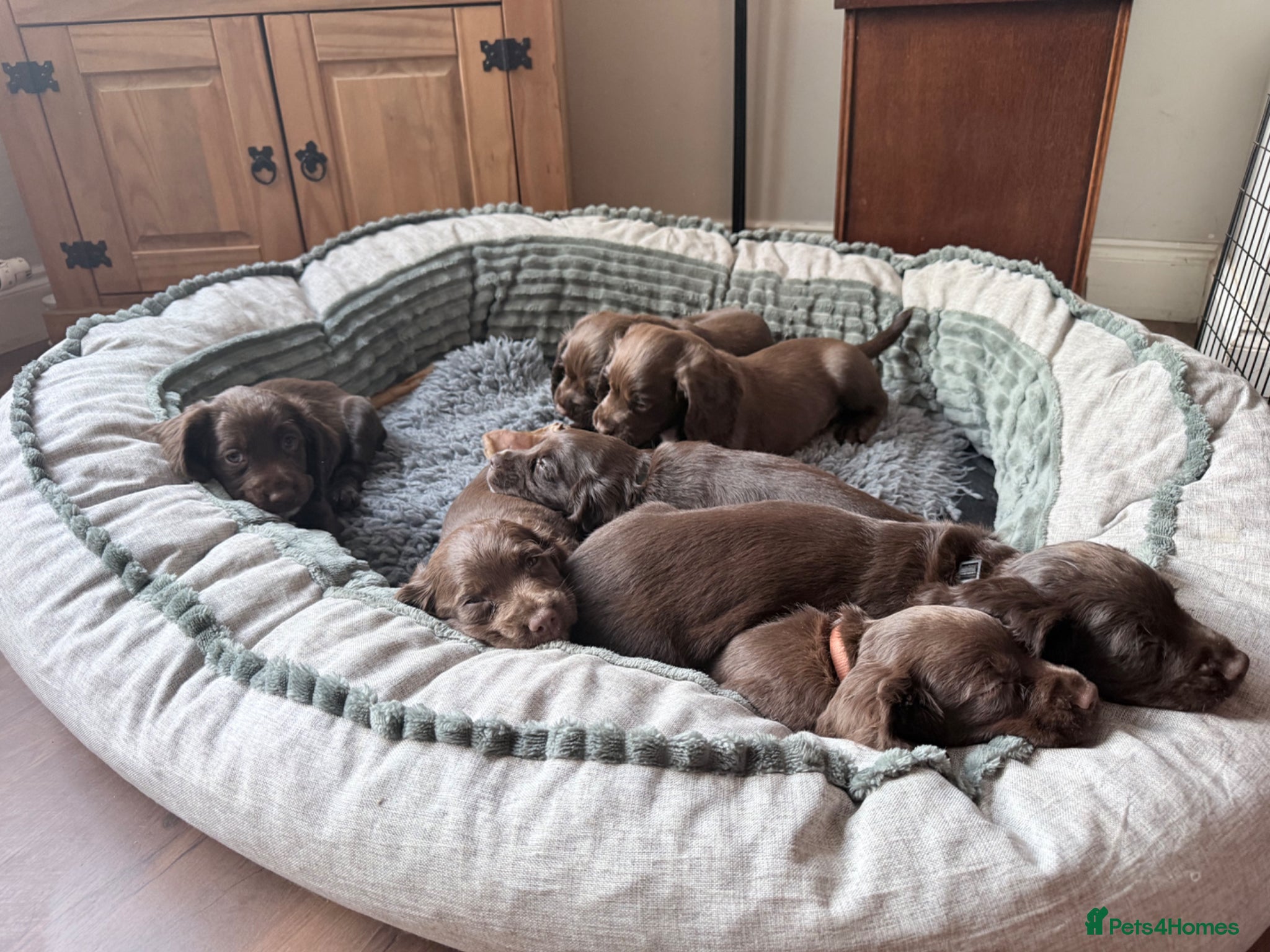 Cocker Spaniel dogs Stunning litter of KC registered Wcs  - Advert 2