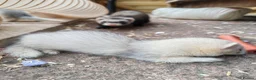 Ferret rodents for sale: Ferrets for sale in Birkenhead - Advert 9