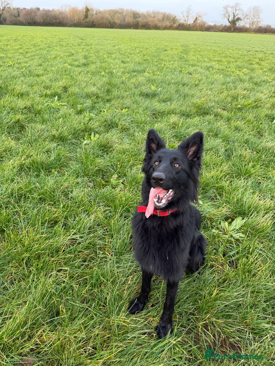 German Shepherd dogs for sale: German Shepard - Advert 2