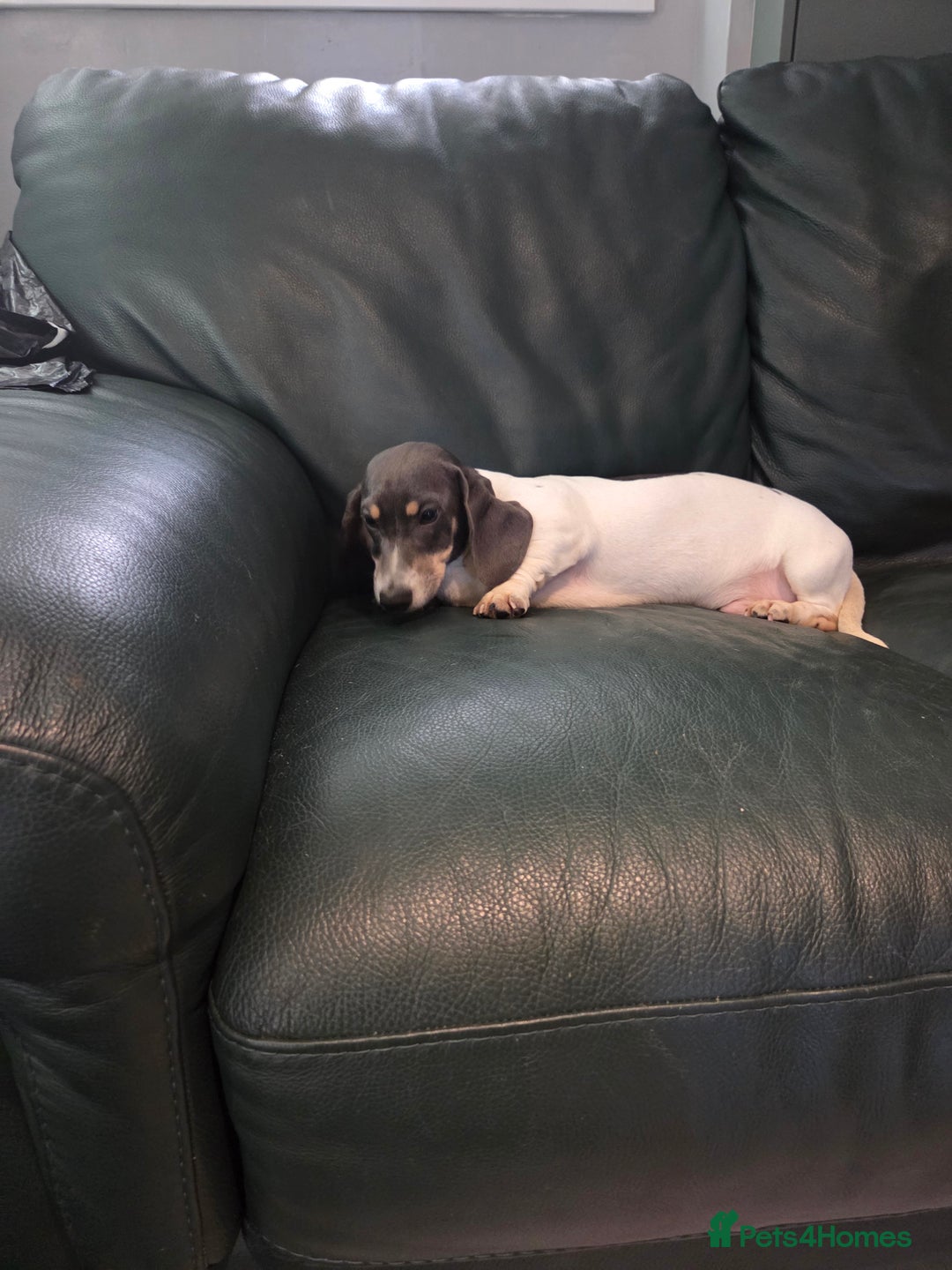 Miniature Dachshund dogs for sale: Kc registered Beautiful mini dachshund puppies - Advert 11