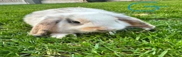 Mini Lop rabbits for sale: Mini Lop Rabbits For Sale  - Advert 19