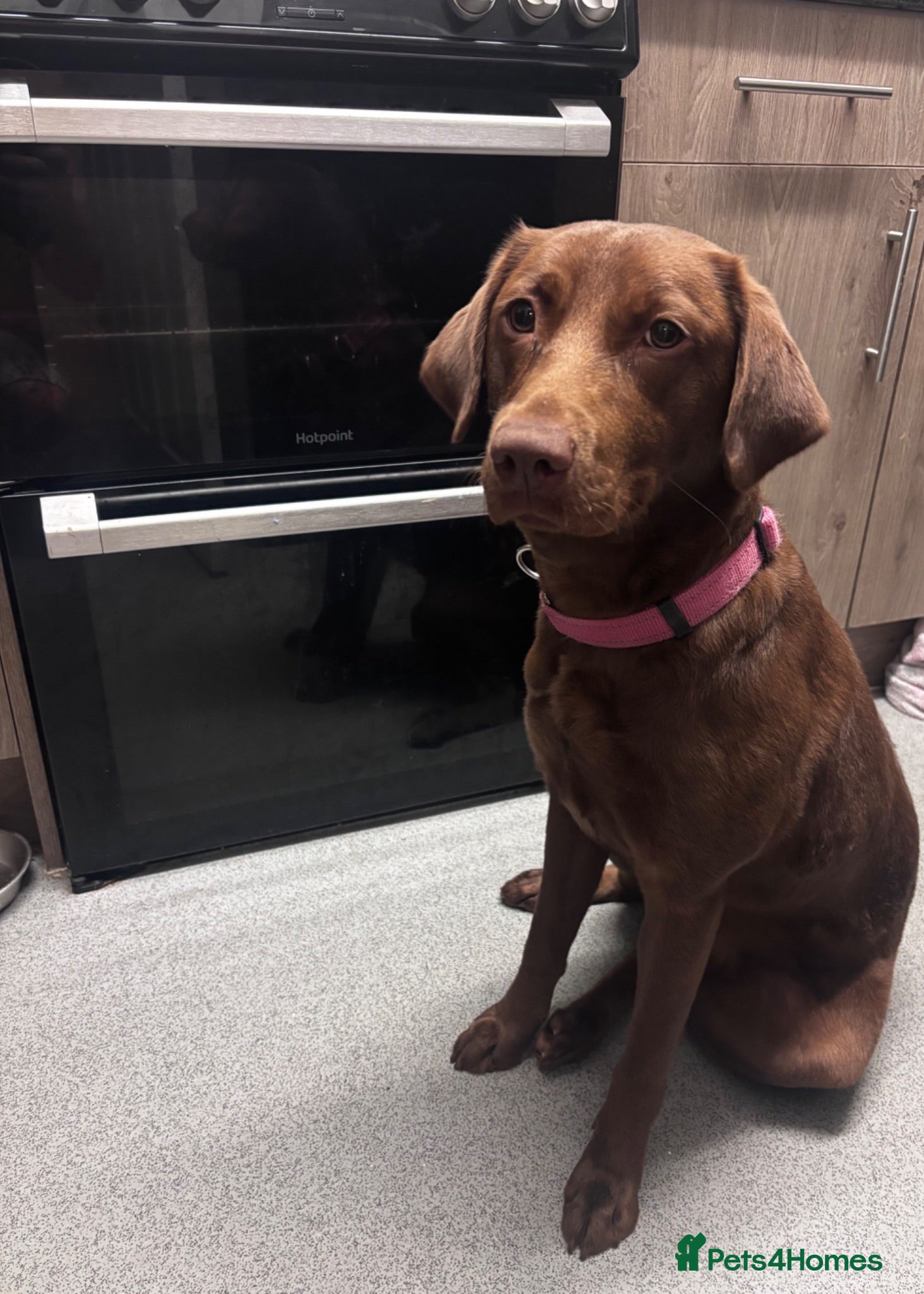 Labrador Retriever dogs 1 Year Old Chocolate Labrador Retriever - Advert 2