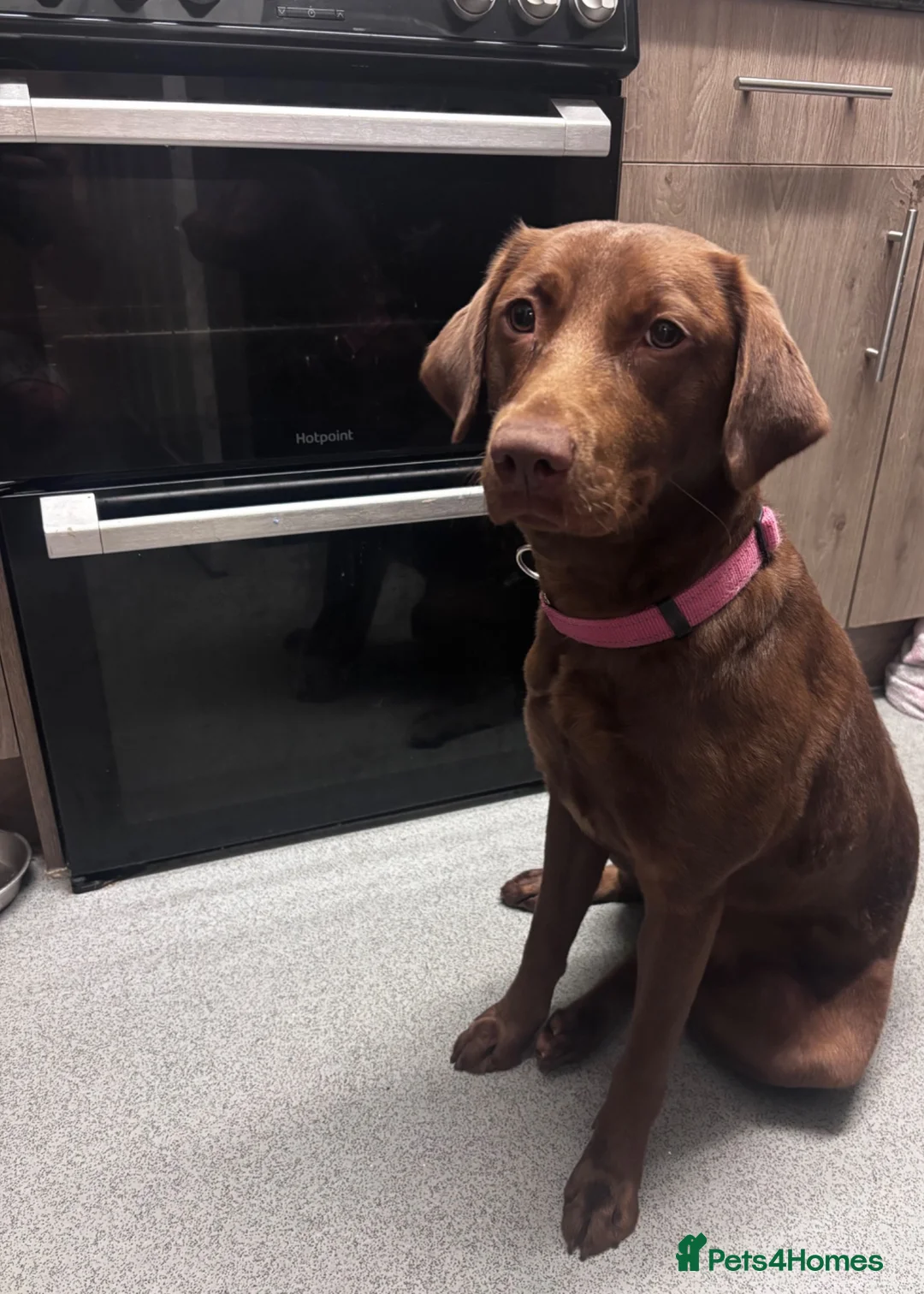 Labrador Retriever dogs for sale: 1 Year Old Chocolate Labrador Retriever - Advert 2