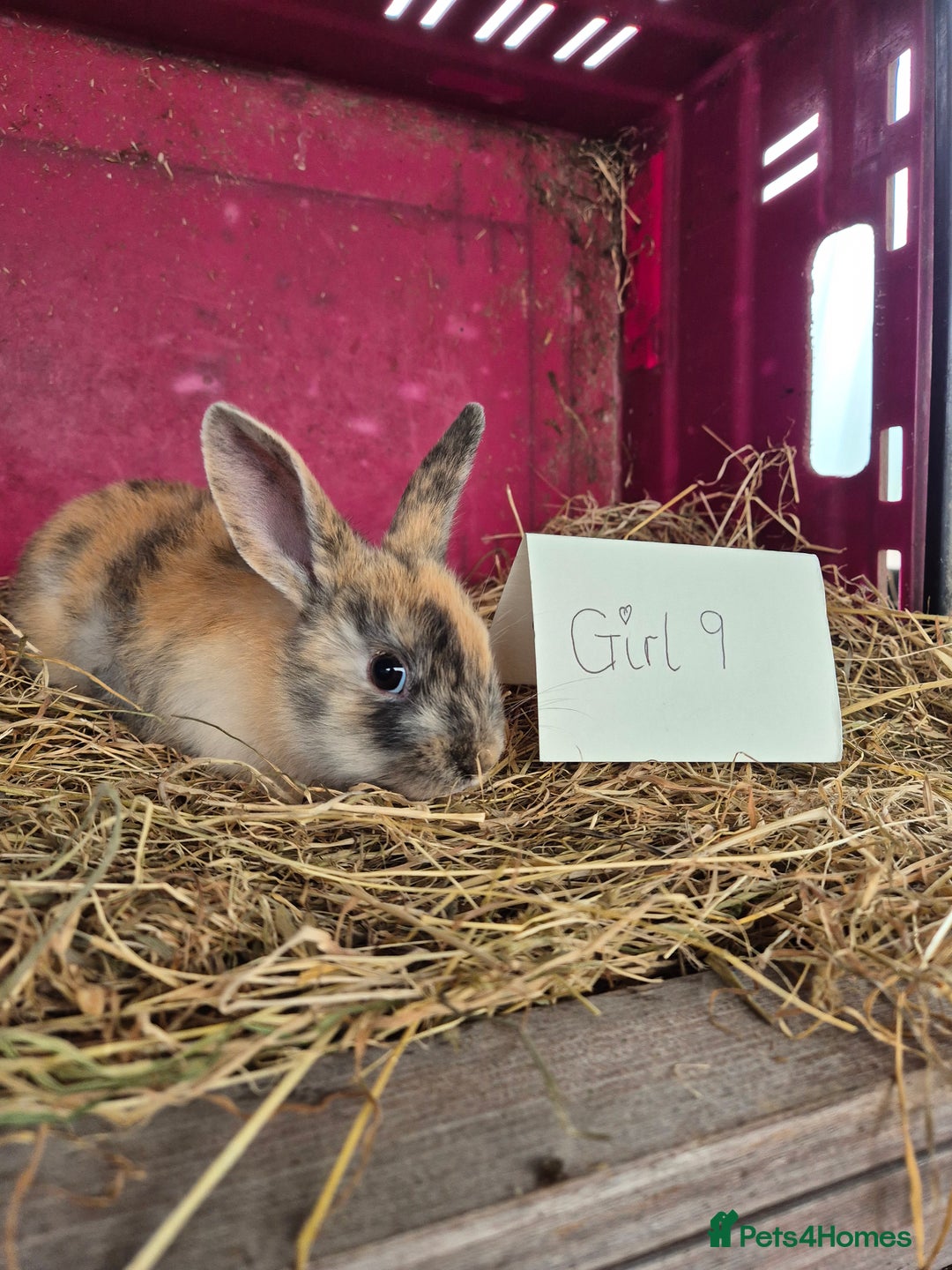 Mini Lop rabbits for sale: Bunnies looking for new homes - Advert 15