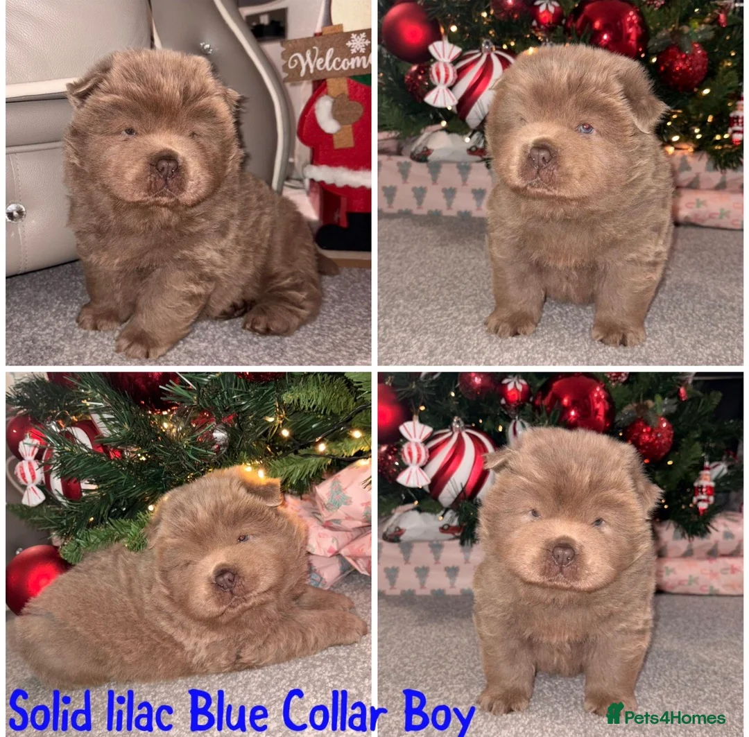Chow Chow dogs for sale: DWKC Merle Chow chow puppies  - Advert 9