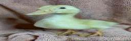 Ducks poultry for sale: Mixed Ducklings for Sale - Advert 9