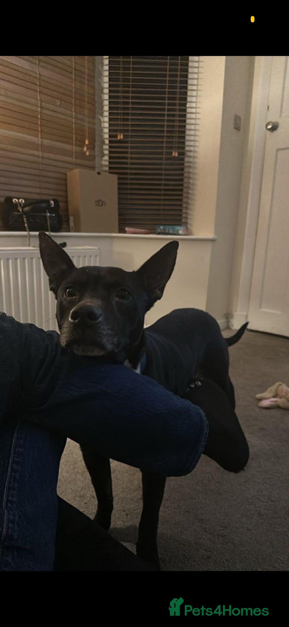 Mixed Breed dogs Staffy cross needing rehoming! - Advert 3
