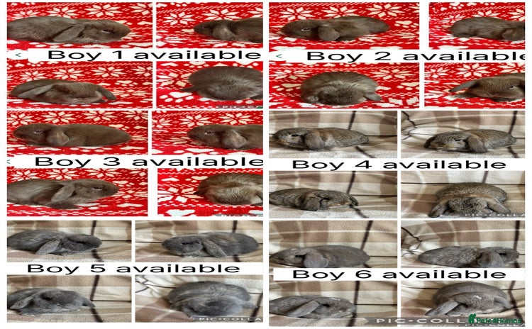 Mini Lop rabbits - Advert 6