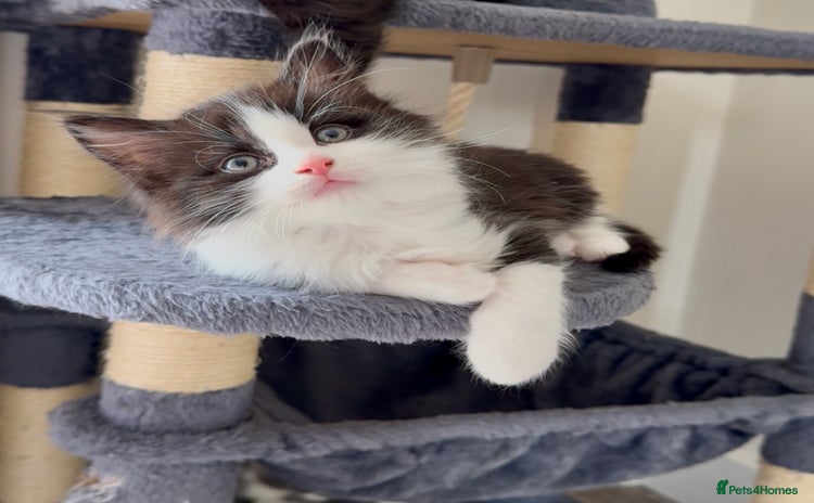 British Longhair cats - Advert 1