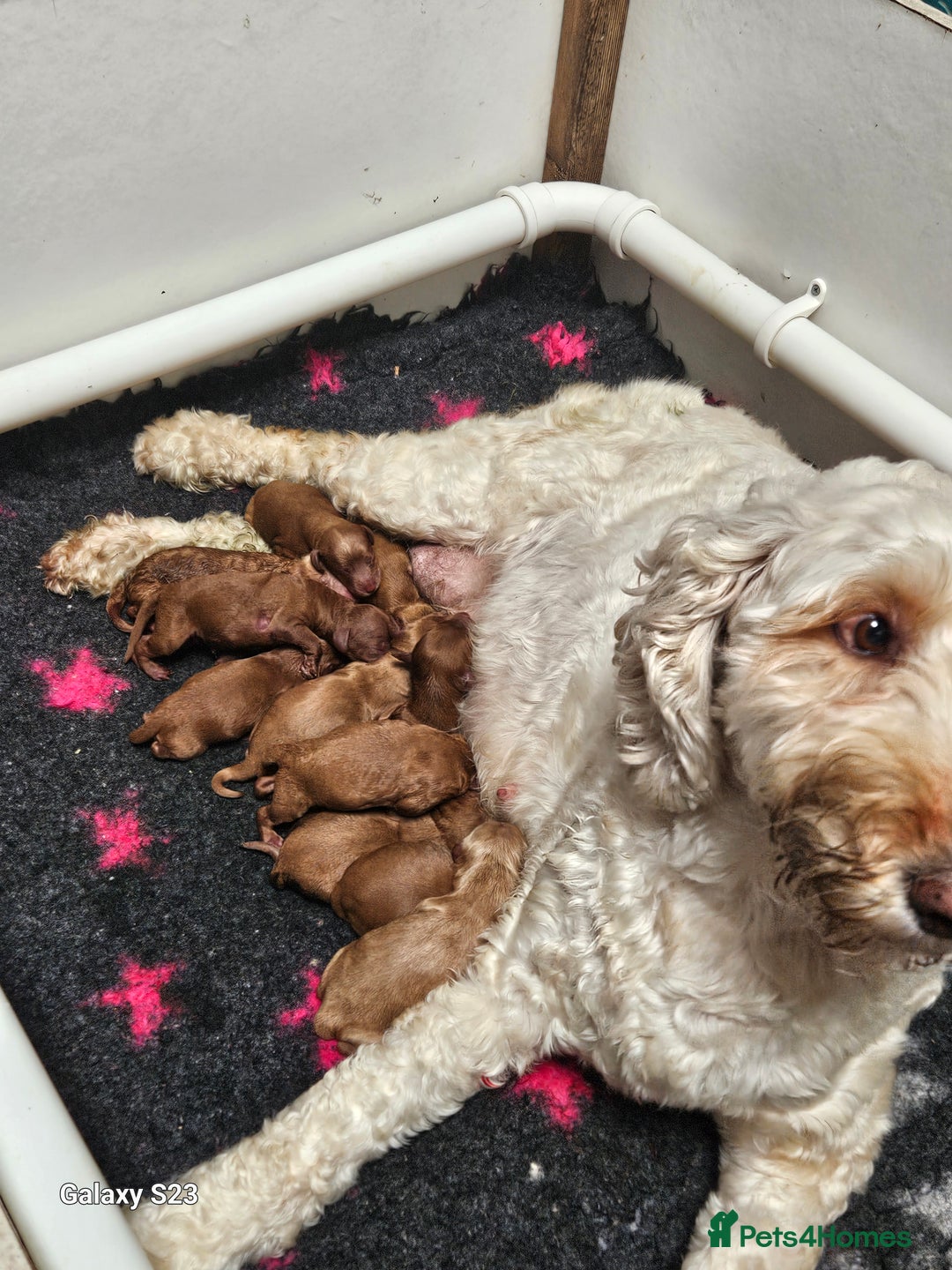 Mixed Breed dogs for sale: FULLY HEALTH TESTED FOX RED MINIATURE COCKAPOOS  - Image 5