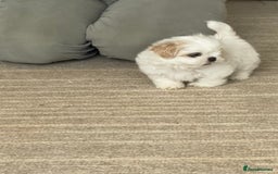 Shih Tzu dogs for sale: LAST BOY LEFT Imperial shih tzu dobies - Image 5