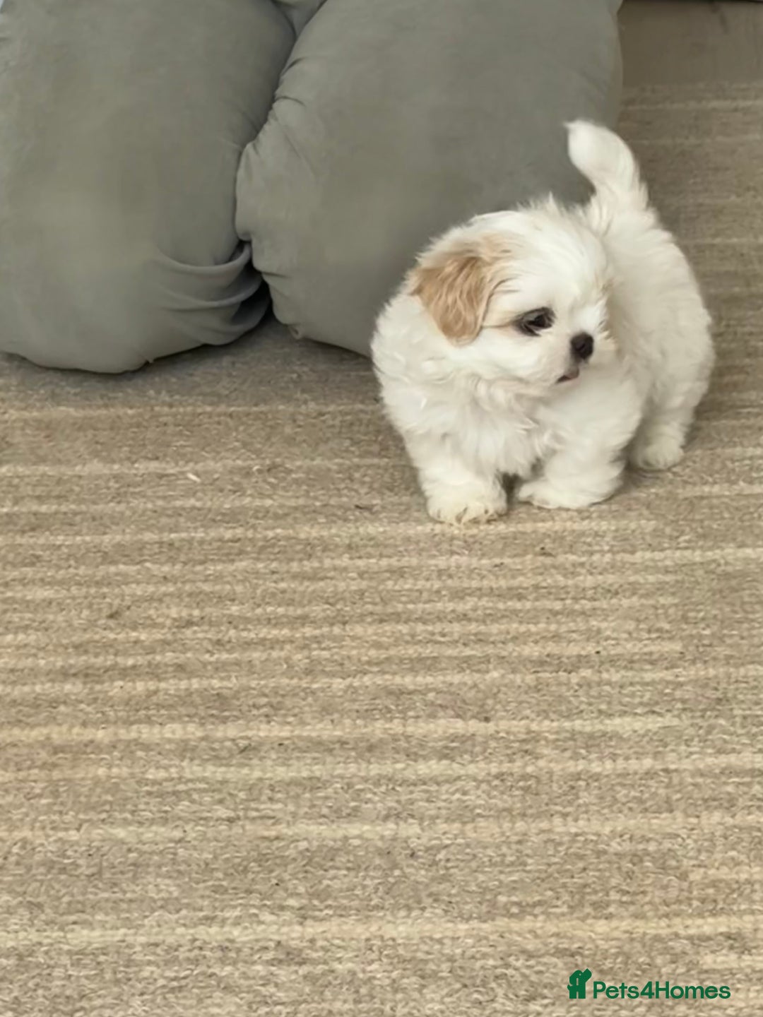 Shih Tzu dogs for sale: LAST BOY LEFT Imperial shih tzu dobies - Image 5