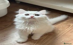 British Longhair cats for sale: Gorgeous British Longhair & Shorthair Kittens - Image 14