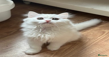 British Longhair cats - Advert 6