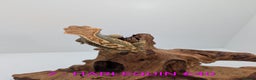 Gecko reptiles for sale: Adult Crested Geckos - Advert 5