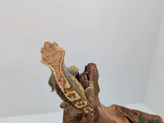 Gecko reptiles Adult Crested Geckos - Advert 11