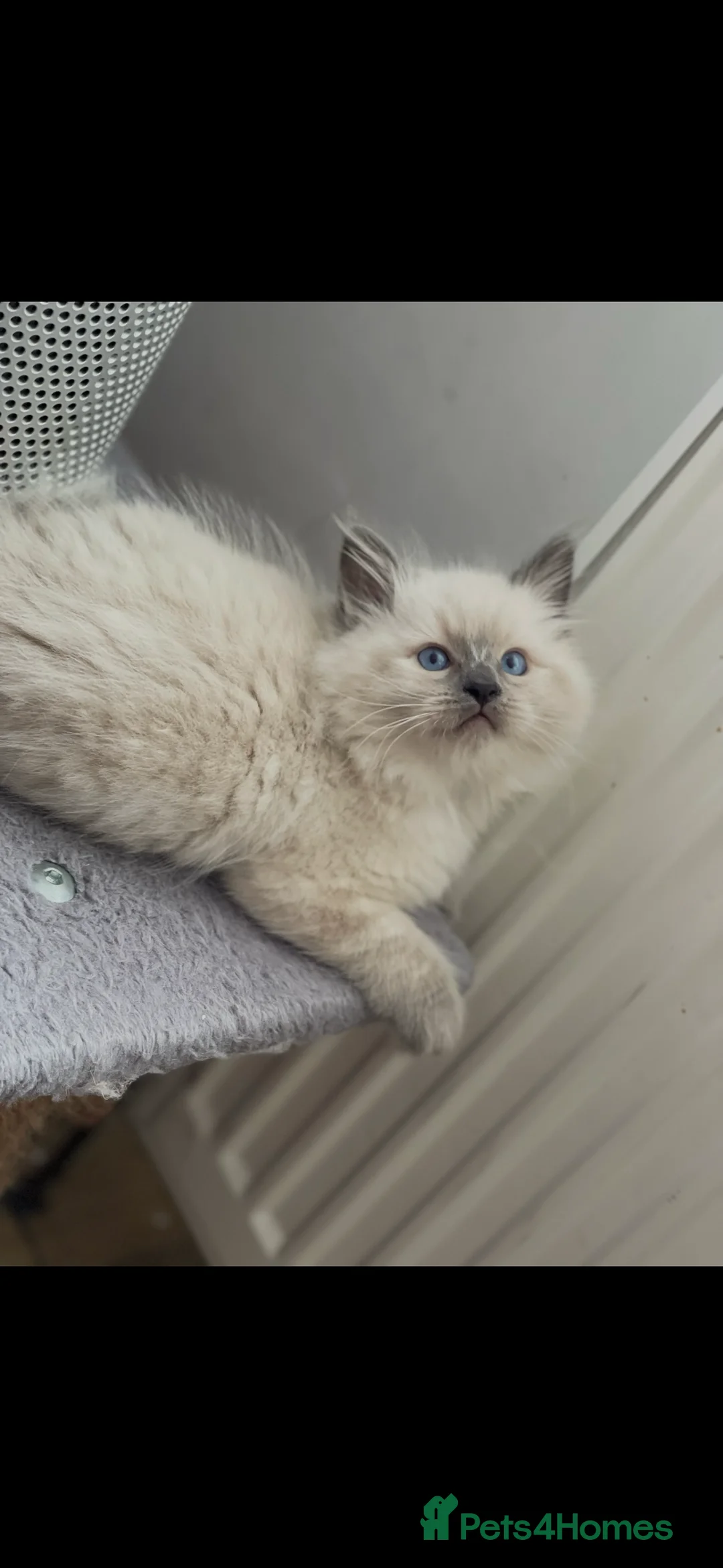 Ragdoll cats for sale: 6 adorable kittens , ready to go home in April  - Advert 7