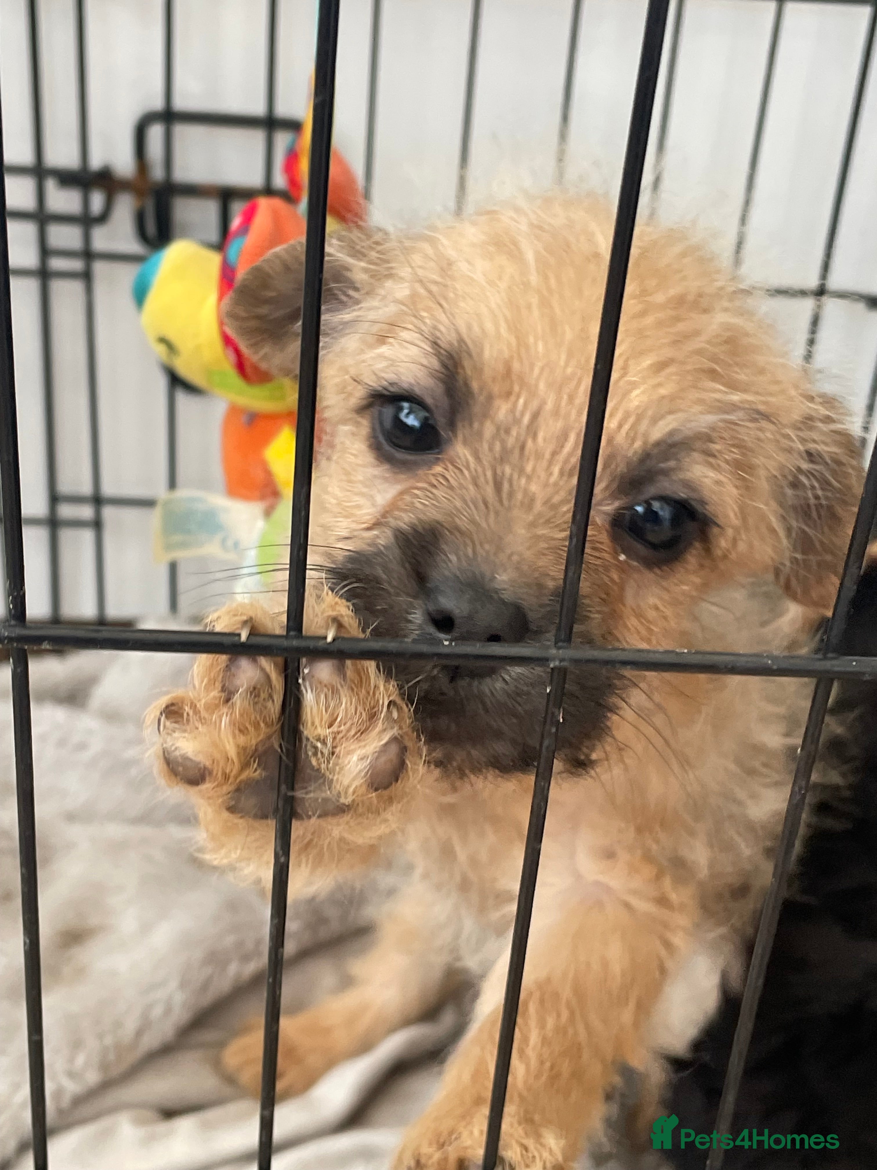 Mixed Breed dogs Adorable Frenchie-Poodle  **last male  - Advert 3