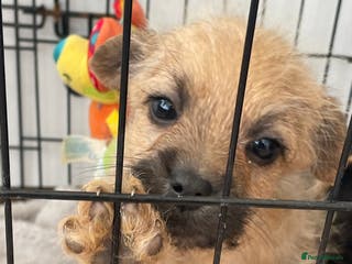 Mixed Breed dogs Adorable Frenchie-Poodle **last male - Advert 3