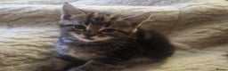 Mixed Breed cats for sale: Mixed breed kittens for sale  - Advert 8