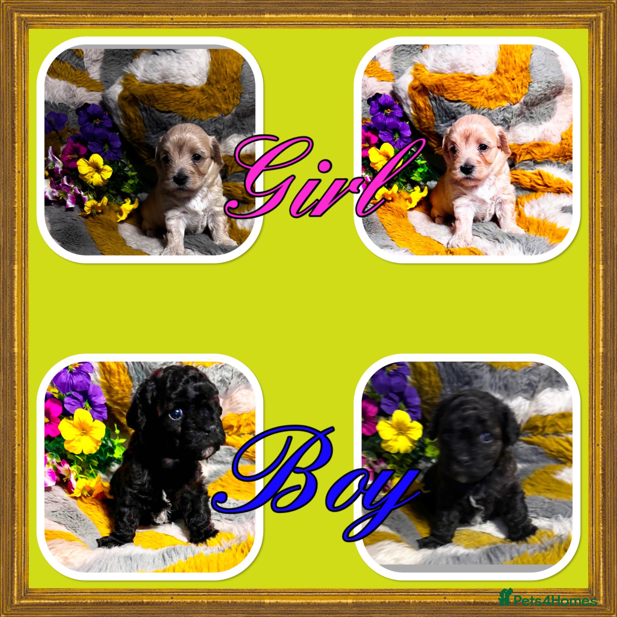 Maltipoo dogs Maltipoo’s rare colour parents tested Clear PRA - Advert 6