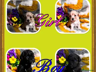 Maltipoo dogs Maltipoo’s rare colour parents tested Clear PRA - Advert 6