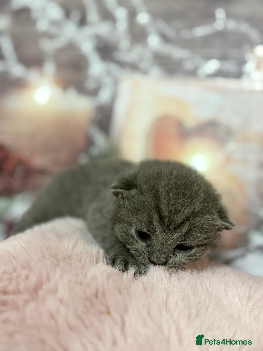 British Shorthair cats for sale: British Blue Short Hair Kittens  in Craigavon - Advert 1