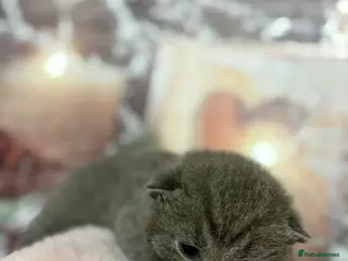 British Shorthair cats British Blue Short Hair Kittens in Craigavon - Advert 1