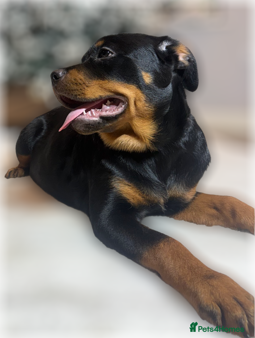 Rottweiler dogs for sale: ROTTWEILER PUPPIES. KC REGISTERED. FREE INSURANCE. - Advert 34