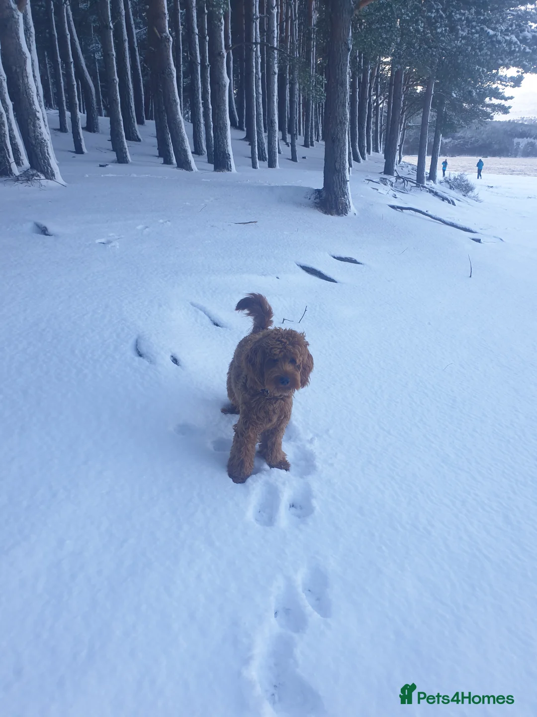 Cockapoo dogs for stud: **PROVEN**Beautiful Red F1 Cockapoo for Stud in Kilmarnock - Advert 4