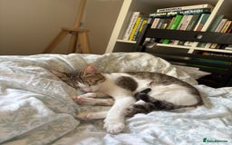 Mixed Breed cats for adoption: Female Indoor Cat for Adoption in Carshalton - Image 9