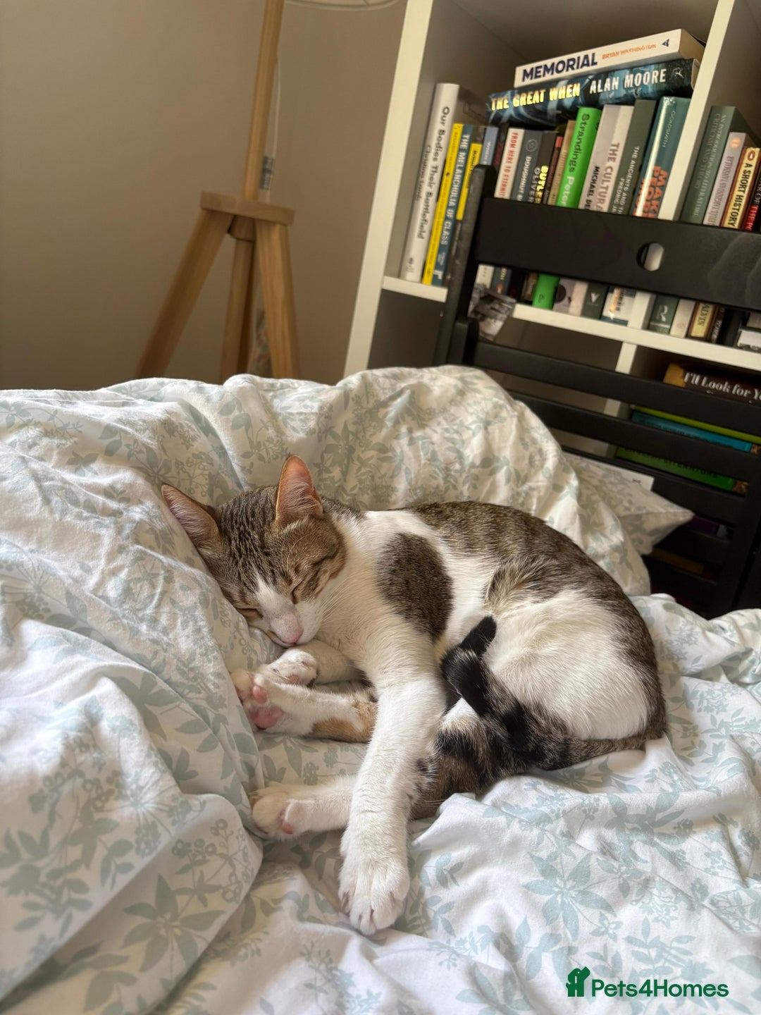 Mixed Breed cats for adoption: Female Indoor Cat for Adoption in Carshalton - Image 9