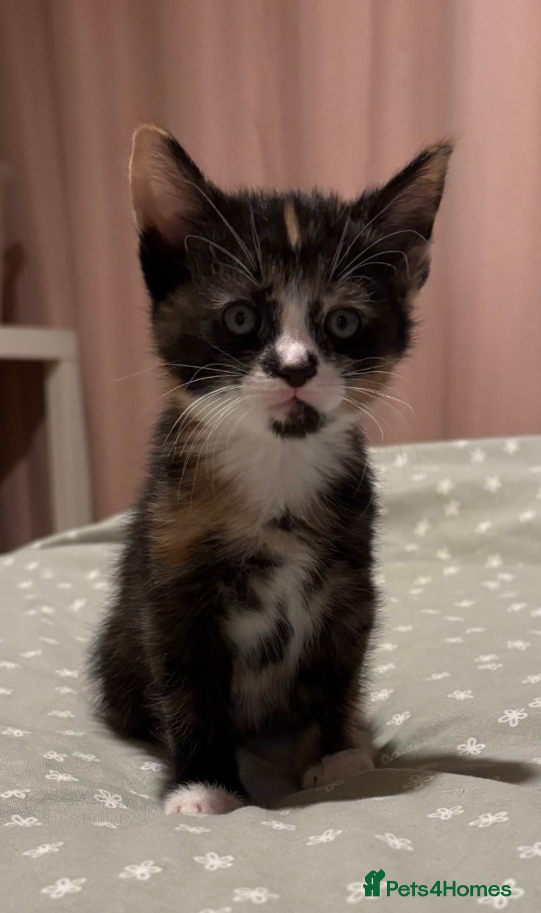 Mixed Breed cats for sale: Stunning Calico Kitten - Advert 10