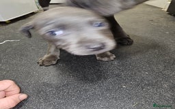 Staffordshire Bull Terrier dogs for sale: blue staffy puppies  - Image 14