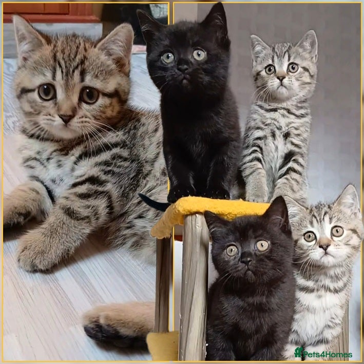 Mixed Breed cats British kittens 🎀 - Advert 6