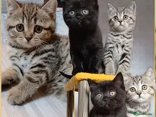 Mixed Breed cats British kittens 🎀 - Advert 6