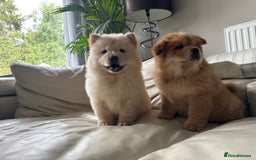 Chow Chow dogs for sale: Chow chow last 1 red female in picture  - Image 5