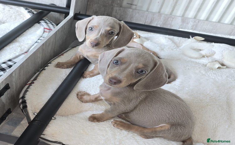 Miniature Dachshund dogs for sale - Advert 1