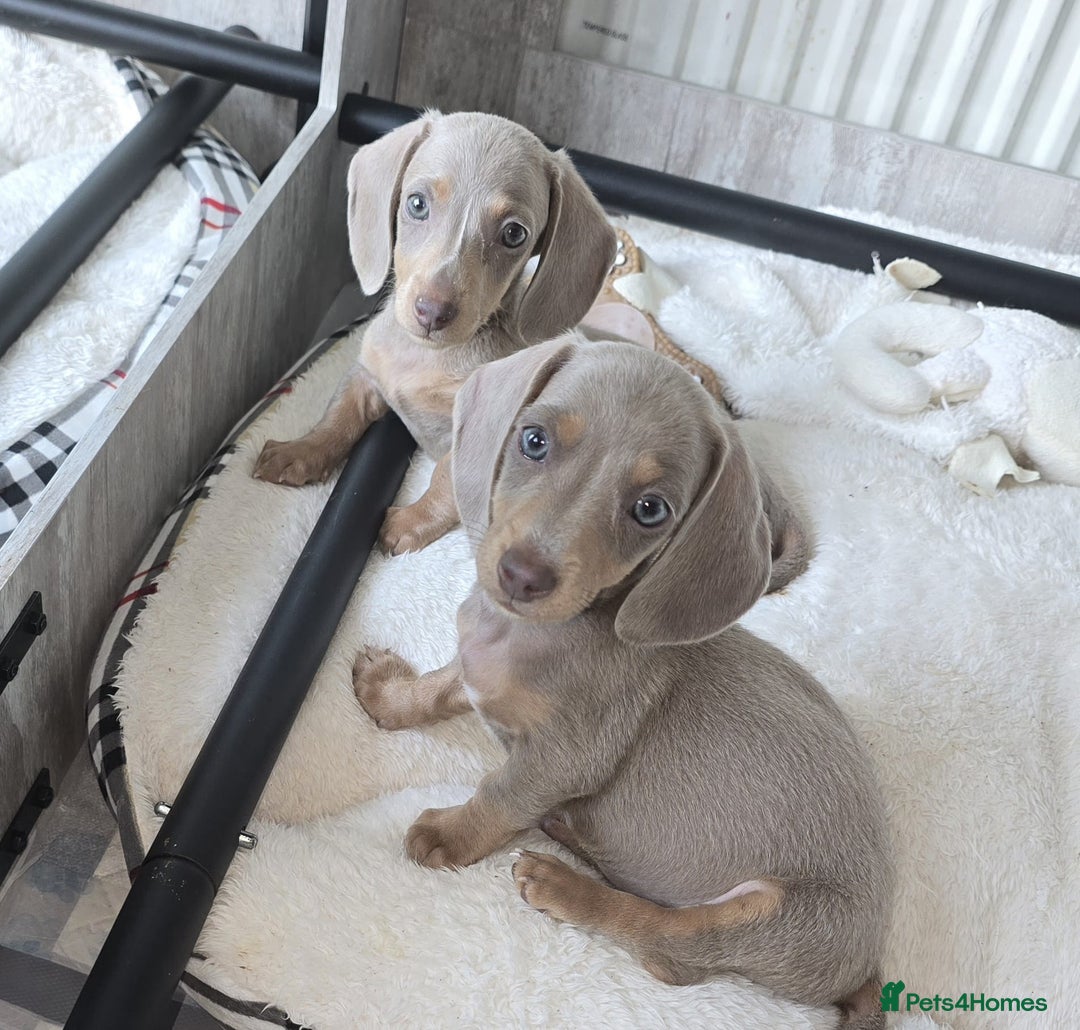 Miniature Dachshund dogs for sale: Top quality Mini short-haired dashhound, Isabella - Image 1