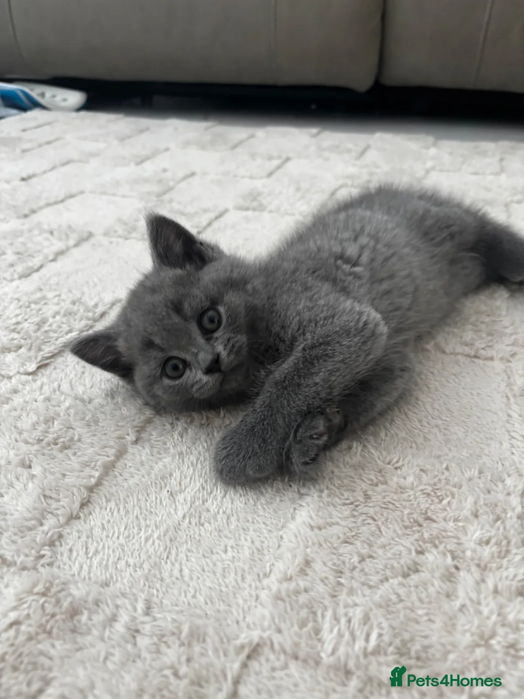 British Shorthair cats for sale: Blue BSH Kitten GCCF Ready to leave Aug - Advert 2