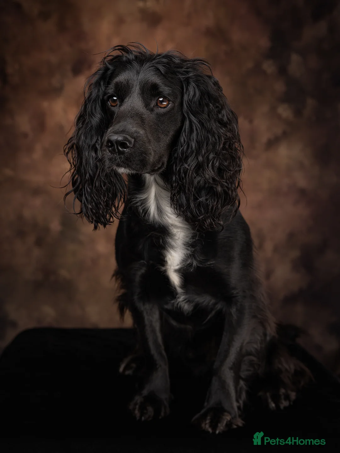 Cocker Spaniel dogs for stud: FTCH x FTCH standing at stud  in Wisbech - Advert 1