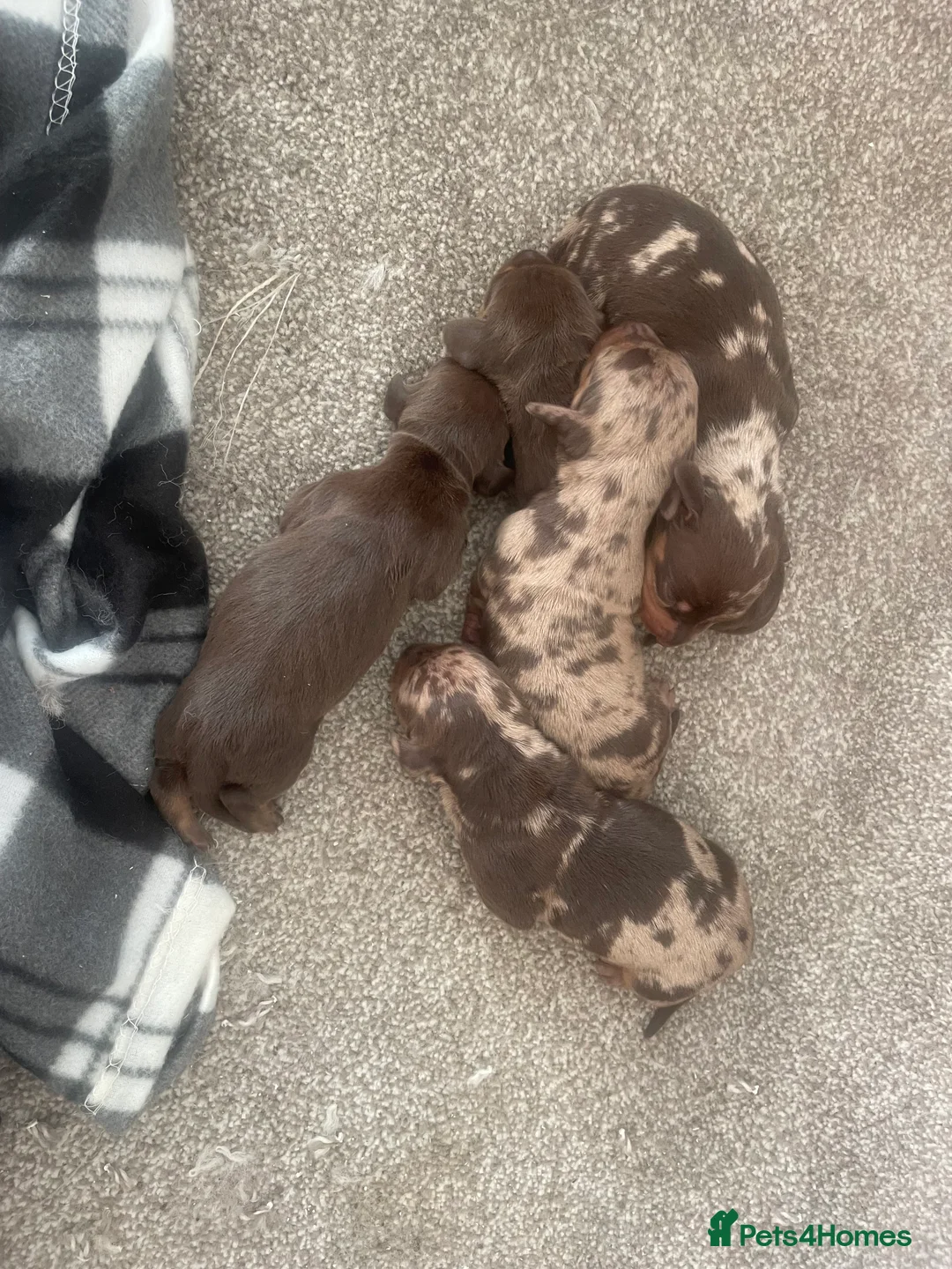 Dachshund dogs for sale: Miniature dachshunds  - Advert 5