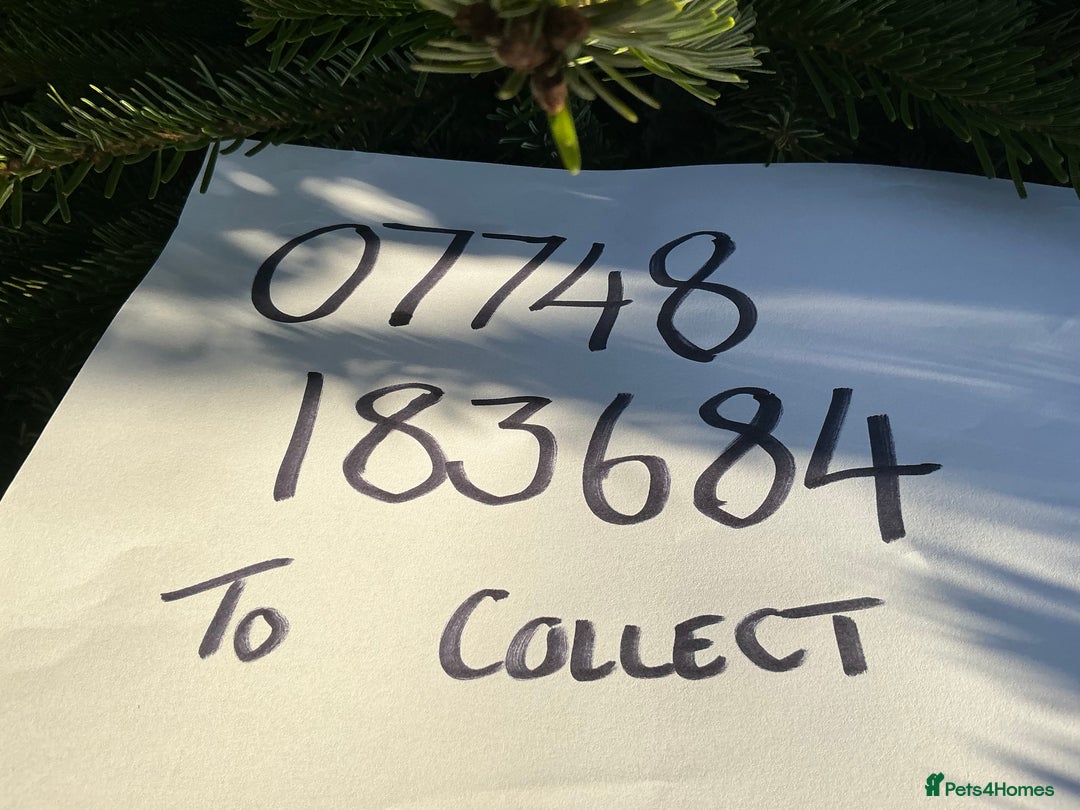 Jack Russell dogs for sale: 2 Beautiful purebred female Jack Russell  puppies - Image 10