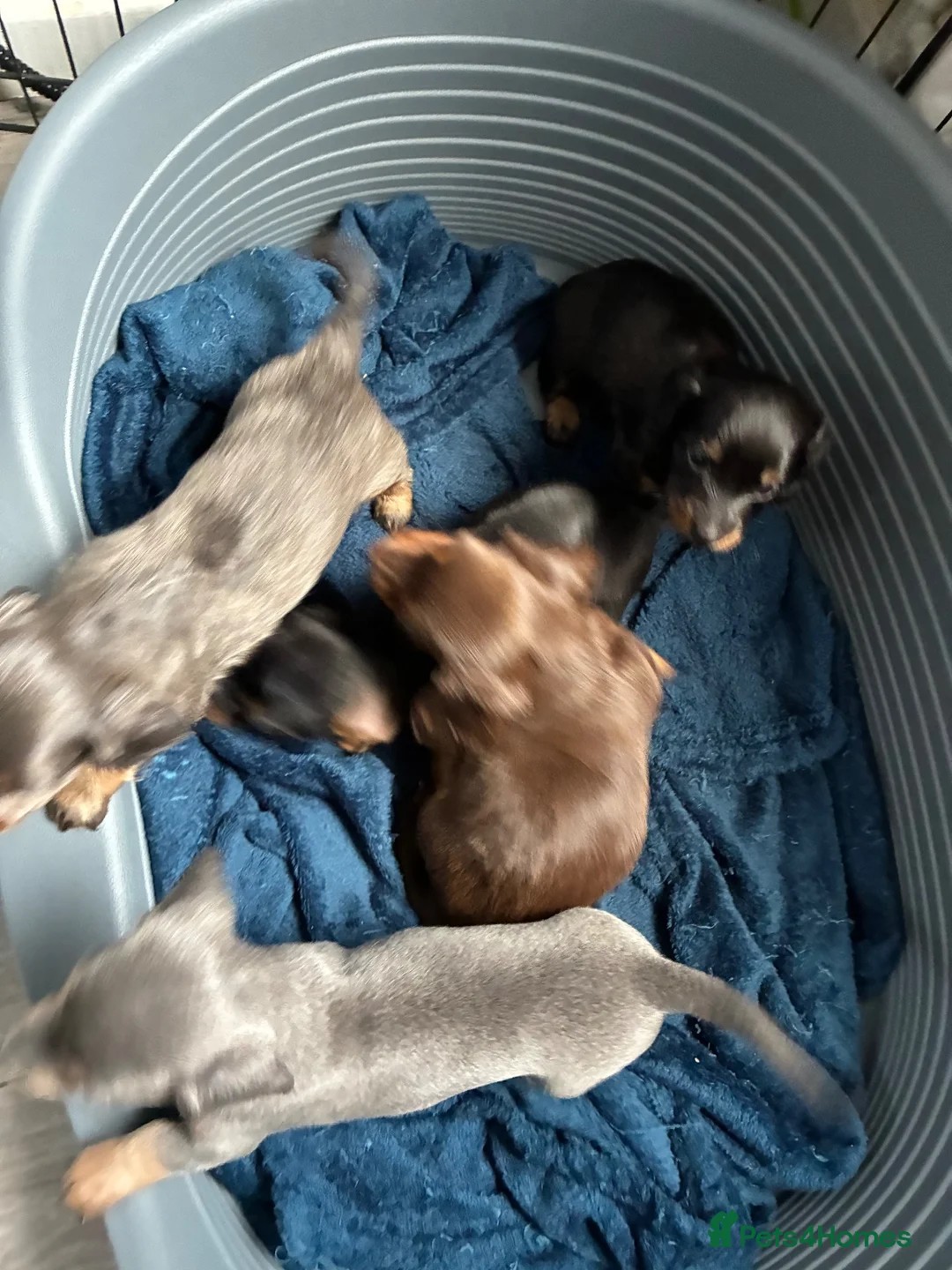 Miniature Dachshund dogs for sale: 4 male mini Dachshunds  - Advert 2