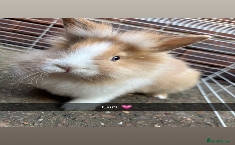 Lionhead rabbits - Advert 13