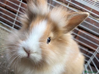 Lionhead rabbits - Advert 8